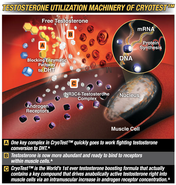 MuscleTech Cryotest