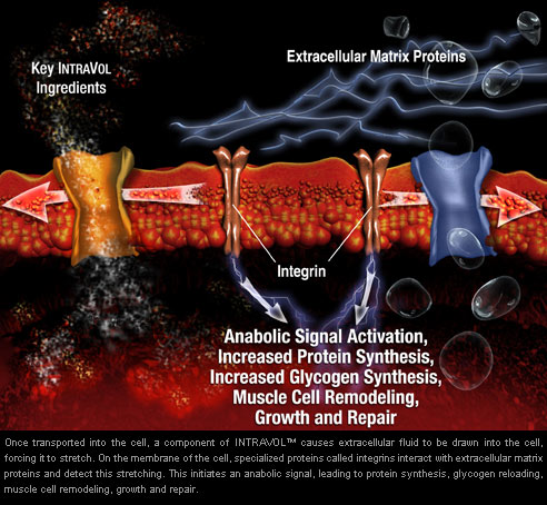 MuscleTech Intravol